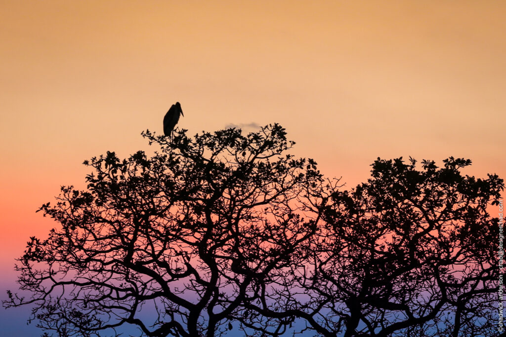 Sunset Stork