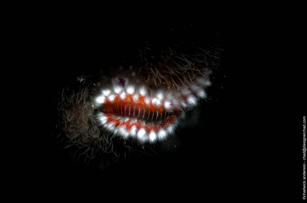 Bristle Worm