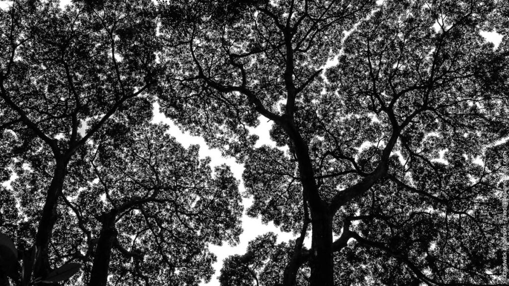 Canopy