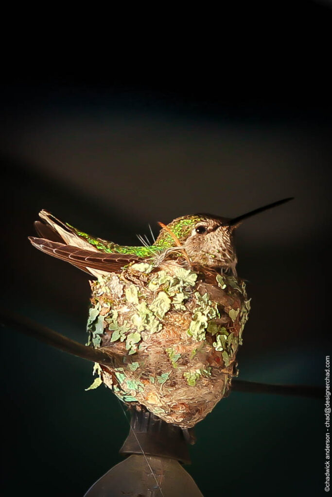 Hummer