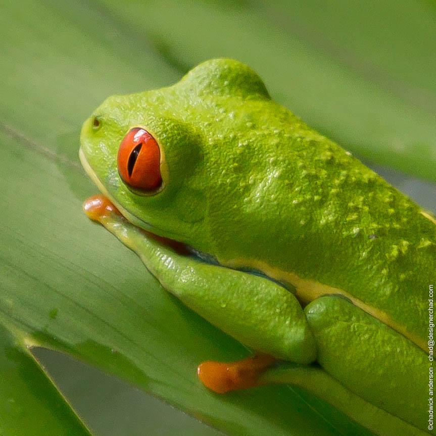 Redeye