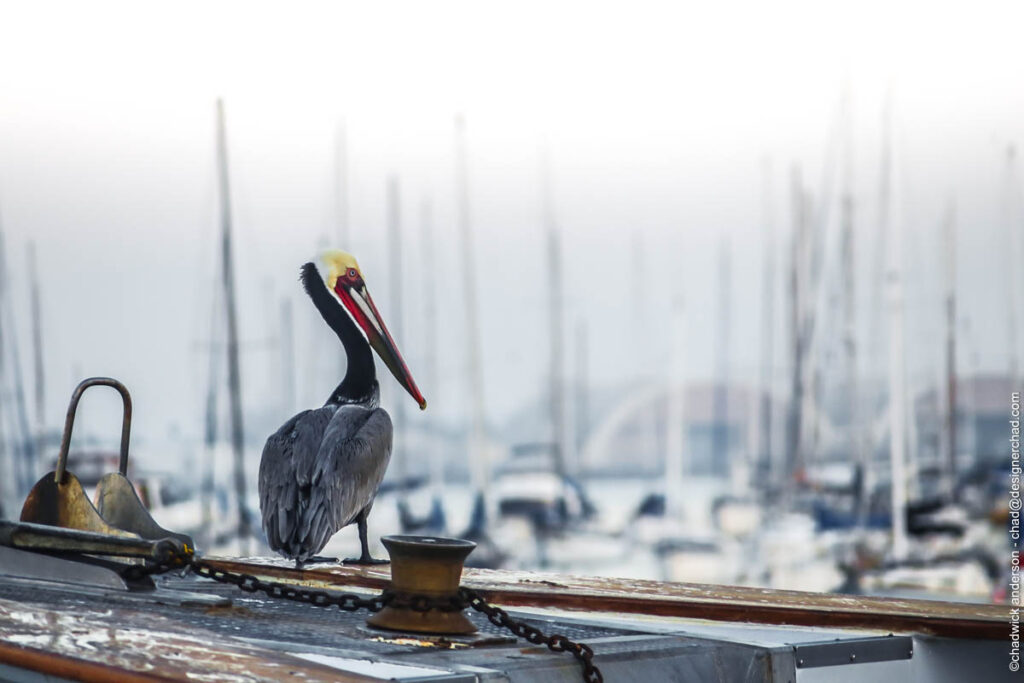 Pelican