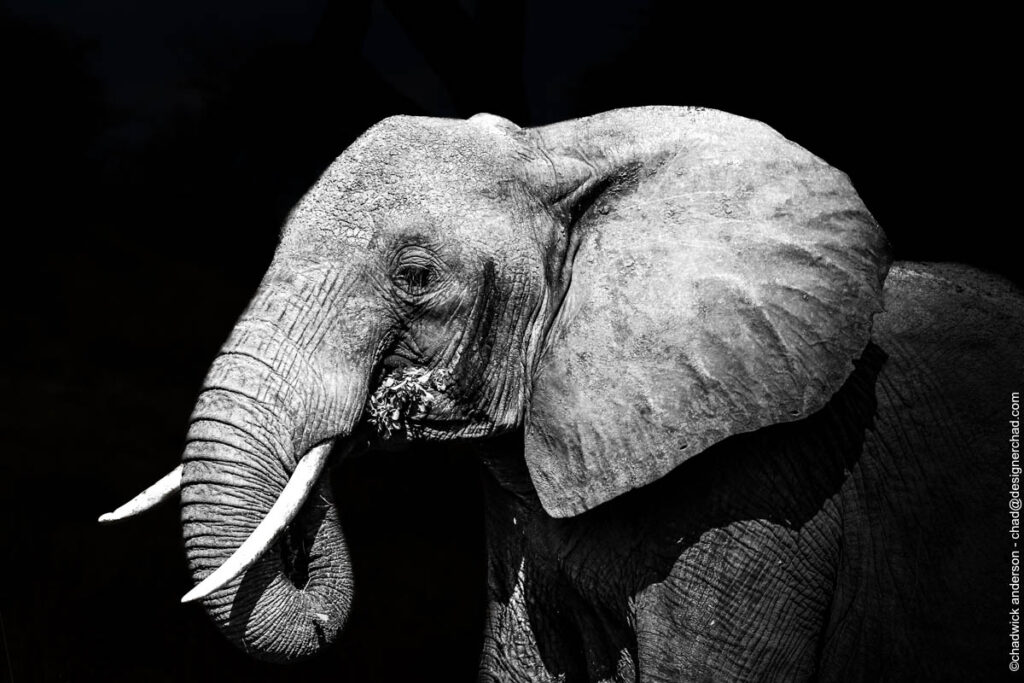 Matriarch